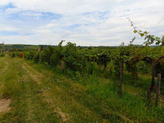 Hongarije ~ Pannonia (West) ~ Baranya (Pcs) - Wijn-object
