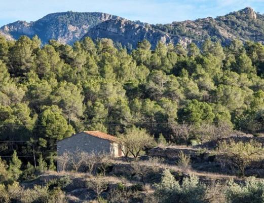 Woonboerderij Te Koop In Spanje Catalonië Tarragona El Pinell De Brai € 80000 7379