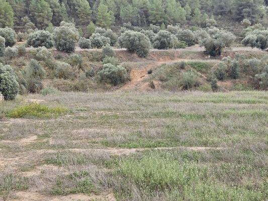 Spanje ~ Cataloni ~ Tarragona - Grond