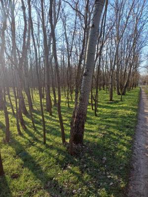 Hongarije ~ Puszta / Tisza Meer ~ Bcs-Kiskun (Kecskemt) - Bouwgrond