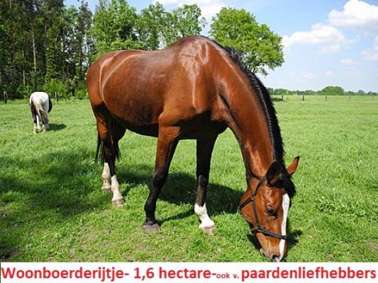 (Woon)boerderij te koop in Duitsland - Nedersachsen - Ost-Friesland - Rhauderfehn -  339.500