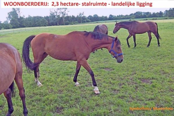 (Woon)boerderij te koop in Duitsland - Nedersachsen - Ost-Friesland - Westoverledingen -  349.000